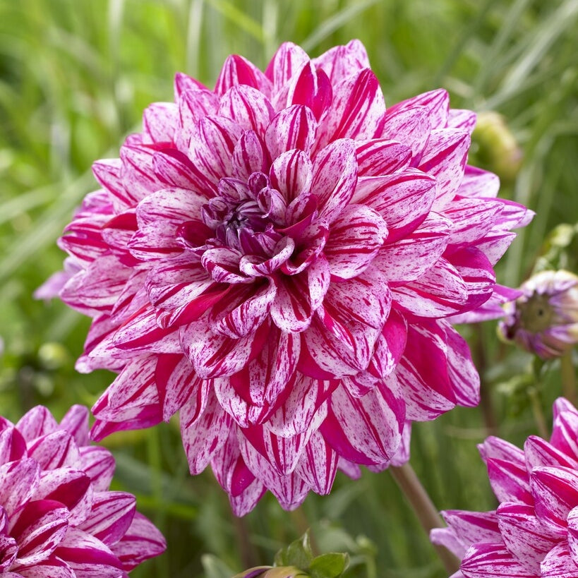 Dahlia Dekorativ Santander 1-pack